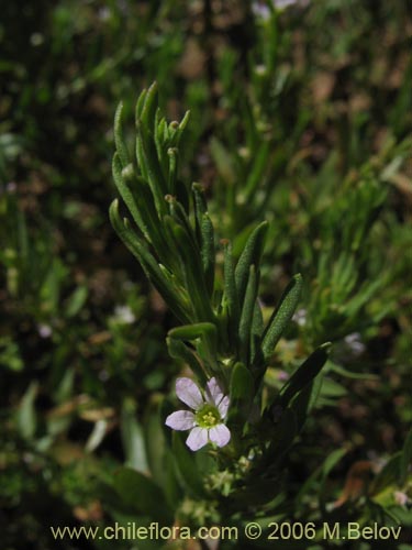 未確認の植物種 sp. #2370の写真